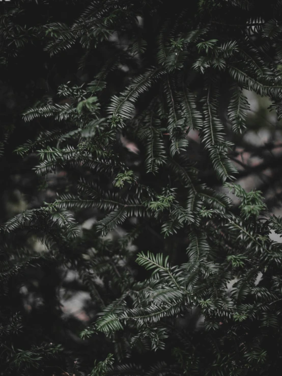 closeup of a nch from a tree outside