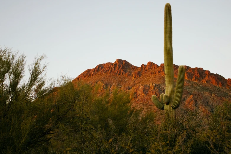 an organ tree in front of a mountain with a sun setting behind it