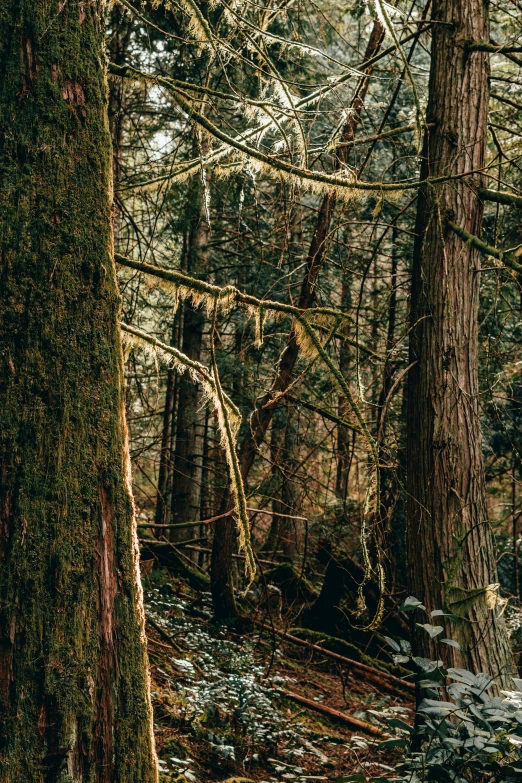 a black bear standing in a forest by some trees