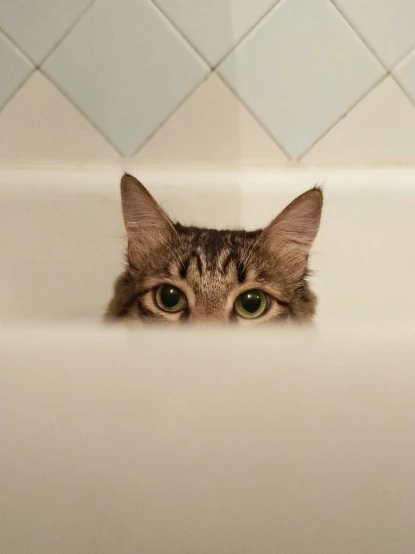 a close up of a cat in a bath tub