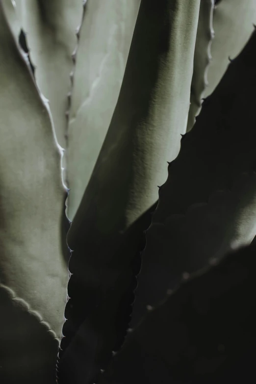 a black and white po of a large leaf