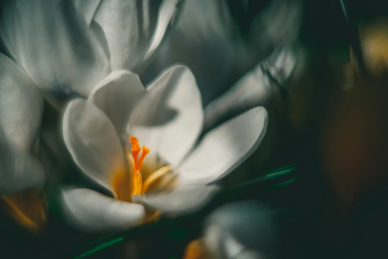 a white and orange flower with other flowers in background