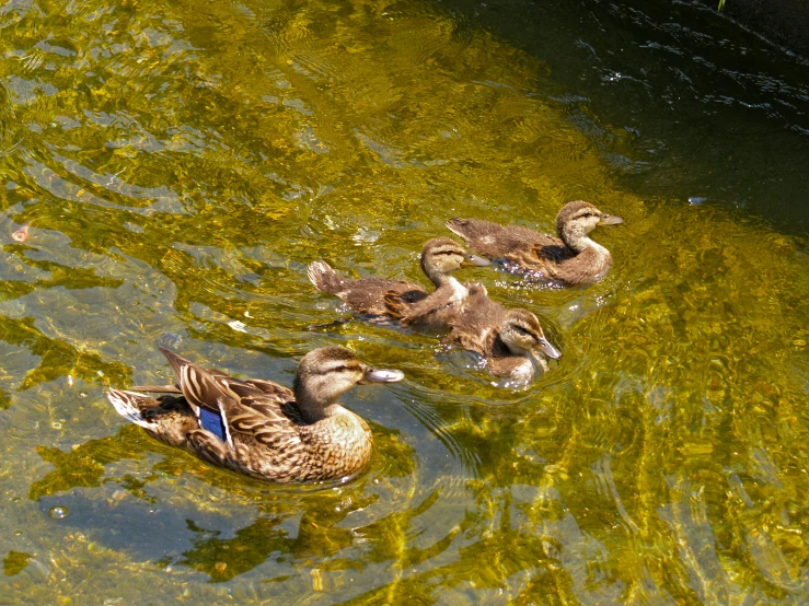 three ducks in a pond, some green, are swimming