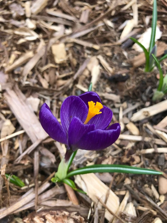 a purple flower with a yellow center near a green stalk