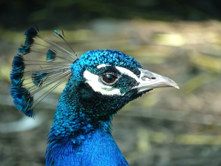 a blue and white peacock is on the ground