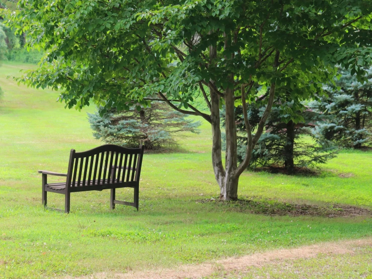 an old wooden bench underneath a tree in the middle of a grassy park