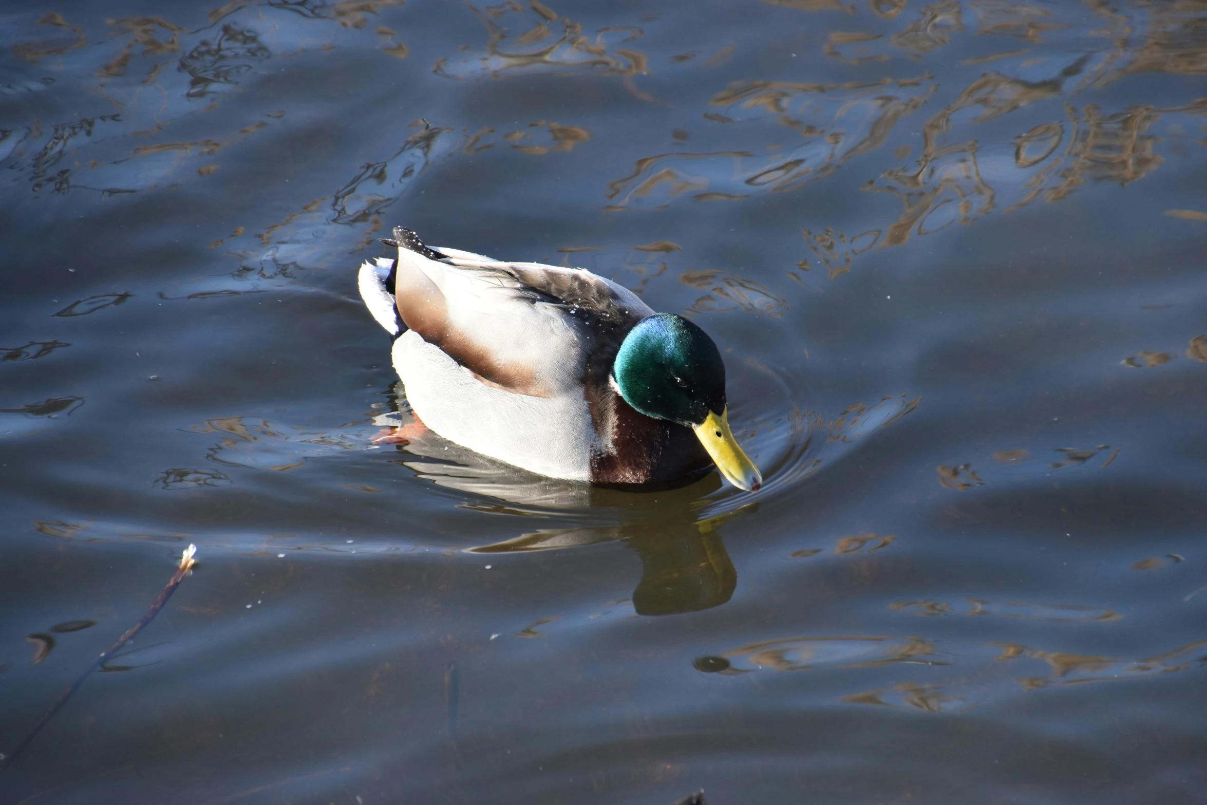 a duck with a green and blue head is in the water