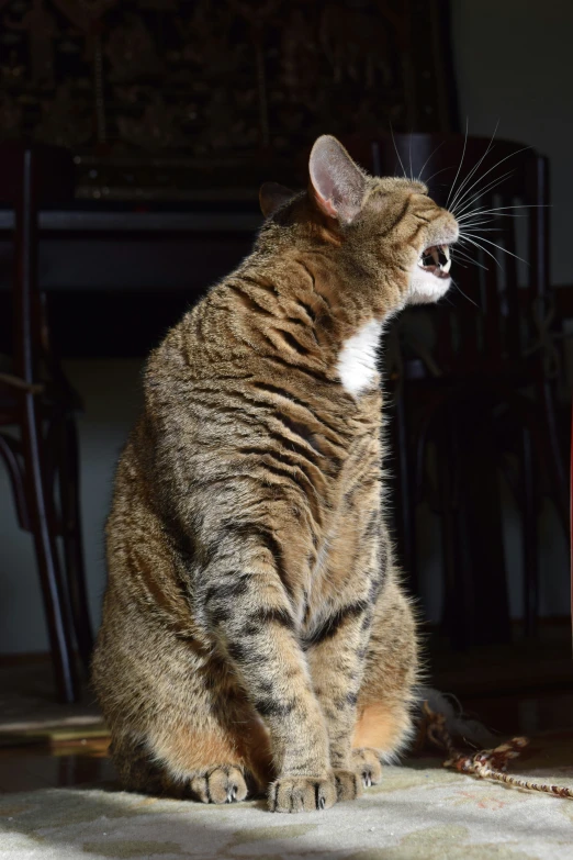 there is a tabby cat that looks like he is holding soing in his mouth