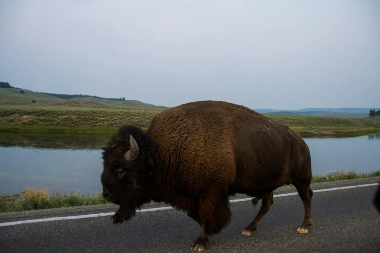 a bison crossing the street in front of a body of water