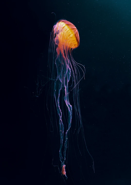 a large orange jellyfish floating in the ocean