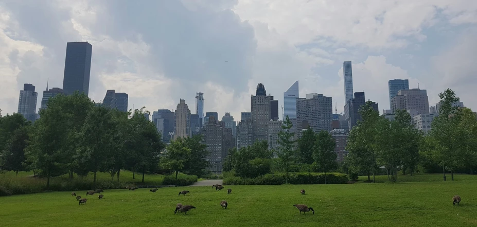 this field has animals grazing in it