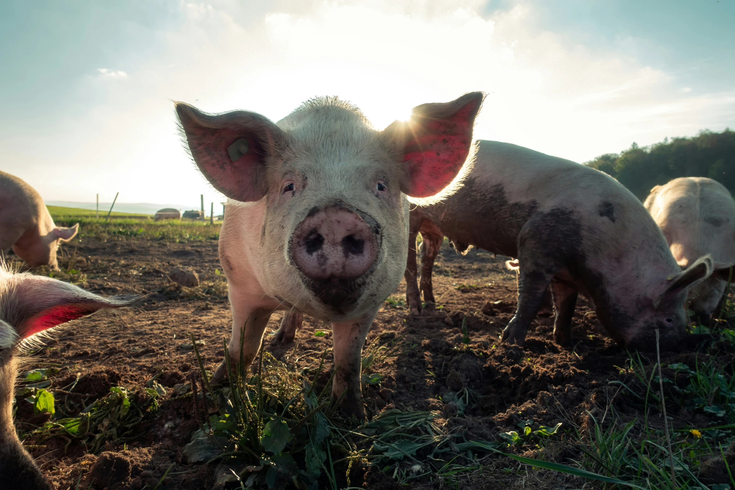 some very cute pigs in a field by a fence