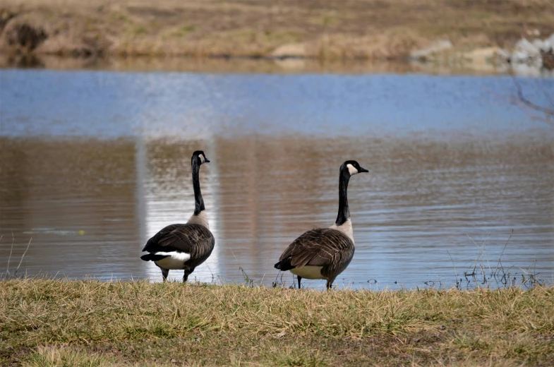 two birds walking across a grass covered field near water