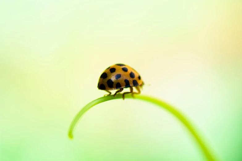 a bug is sitting on a plant stem