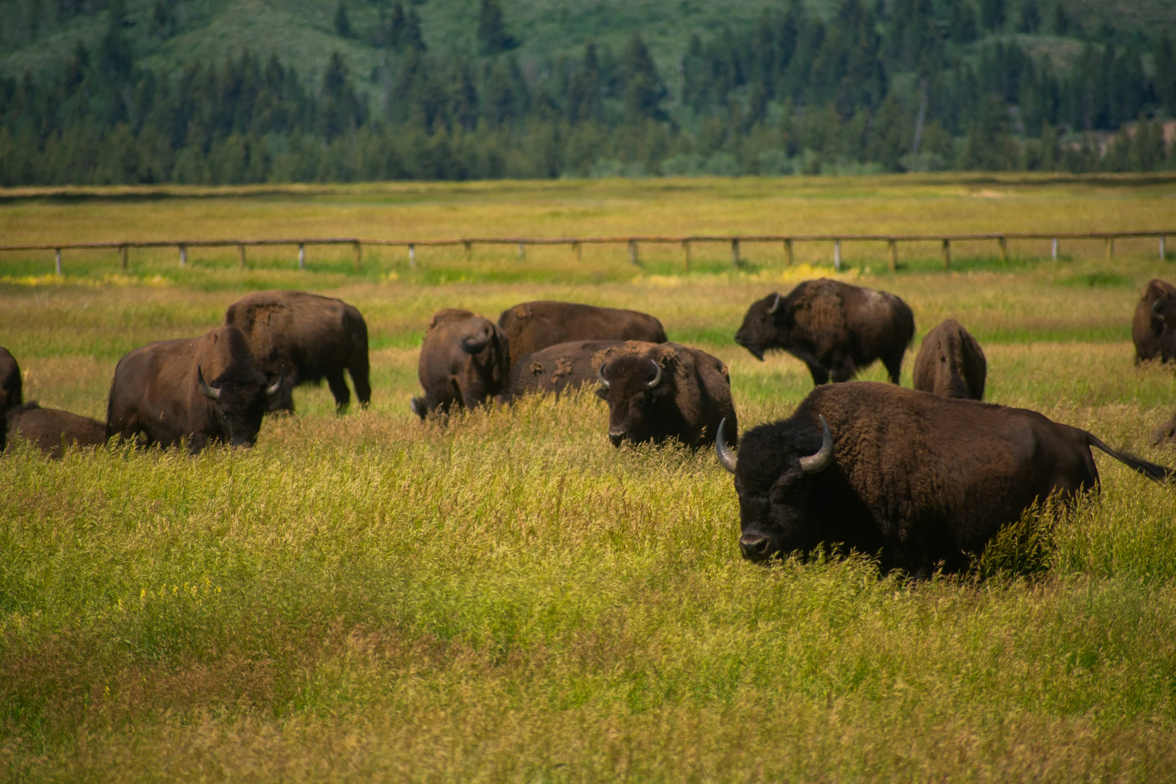 many bison are in a field grazing