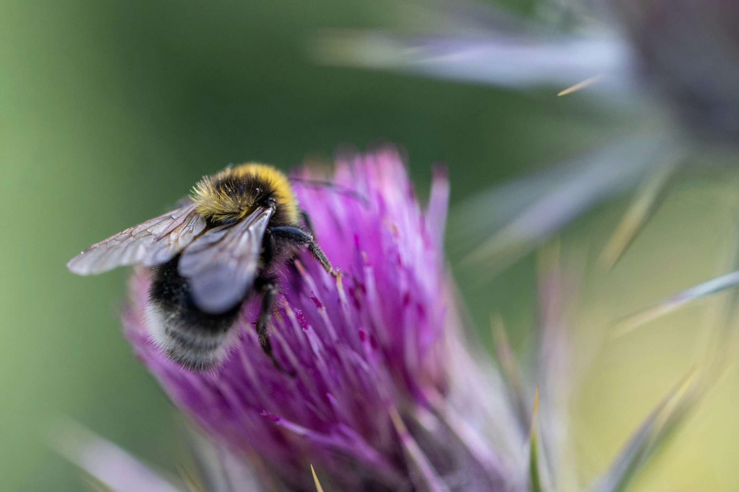 a bee flying around a purple flower with blurry wings