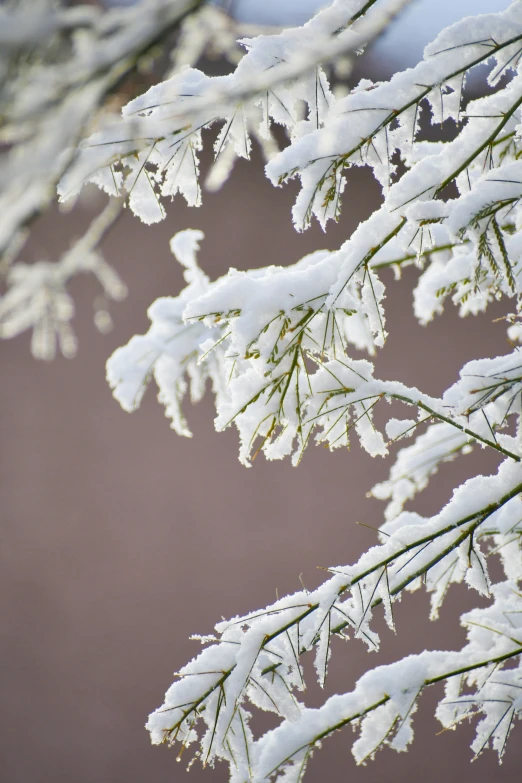 a close up of snow on a pine tree nch