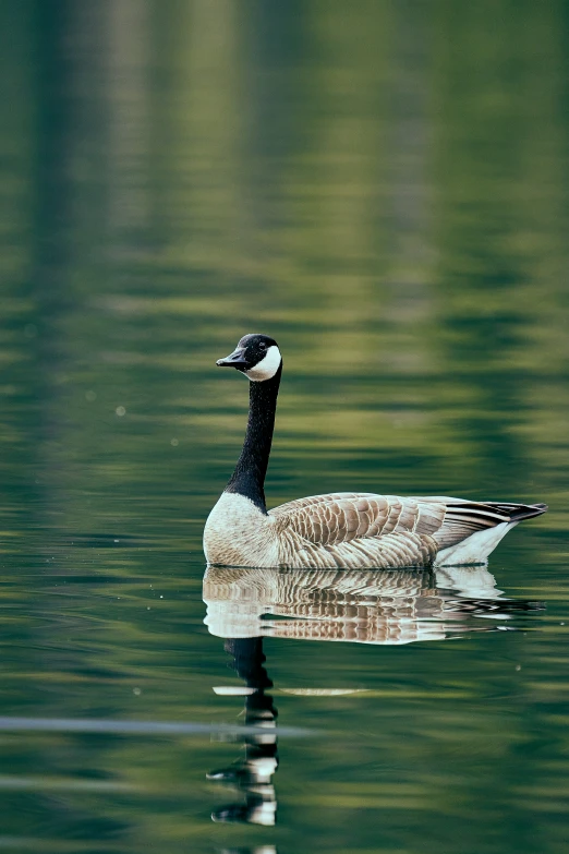 a duck swimming in the lake with green waters