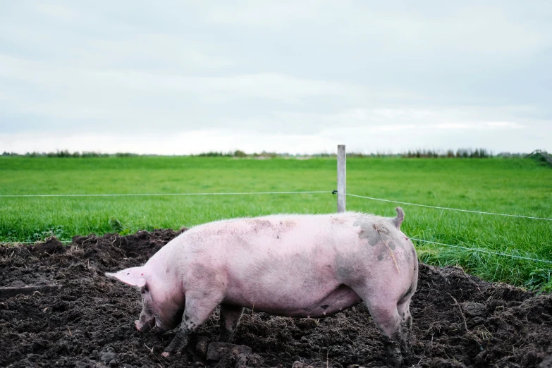 a pig is standing in the mud outside