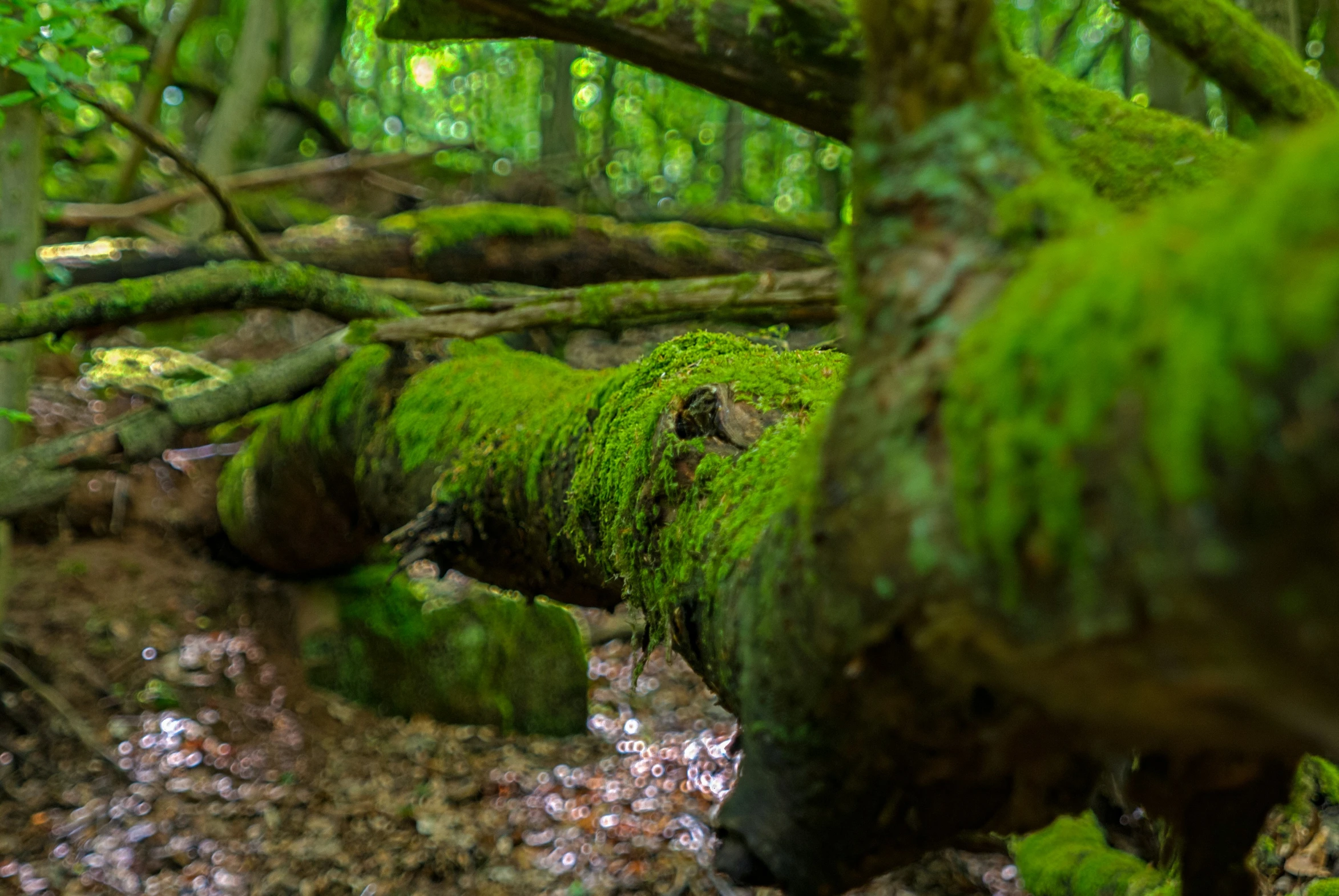 a mossy, rotten tree nch lies in the foreground