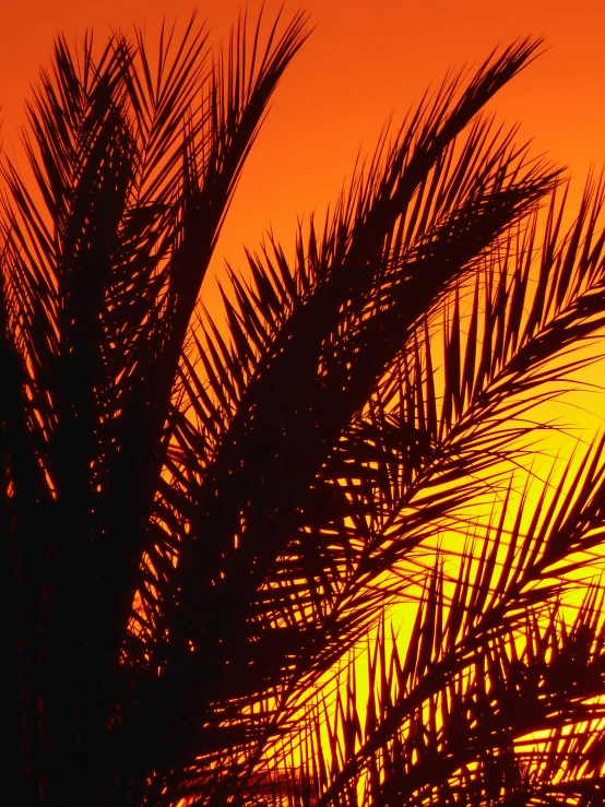 a sunset behind some palm trees and it is red and orange