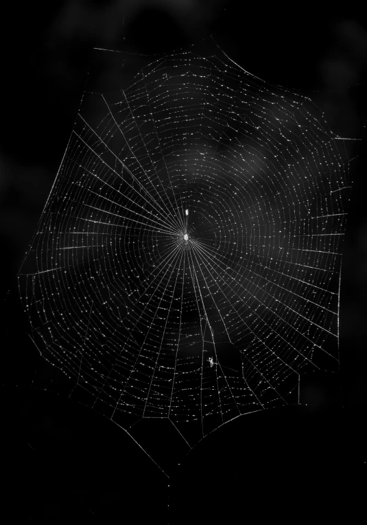 spider web and it's large spider - web is in the dark