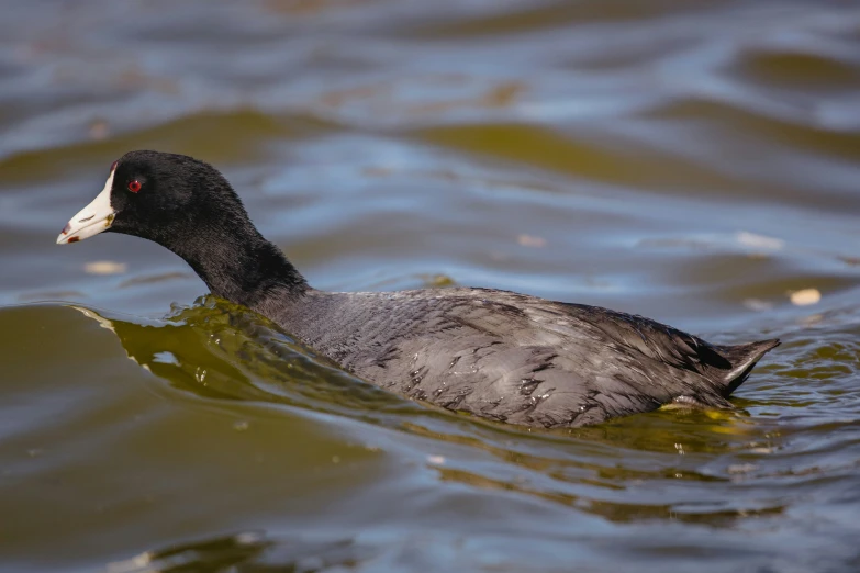 black bird with white and red  swimming in water