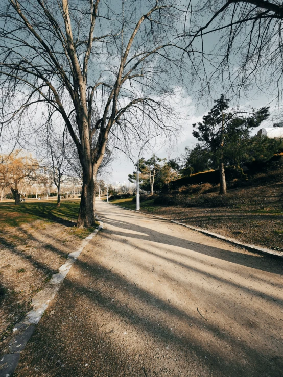 trees stand on the side of a road