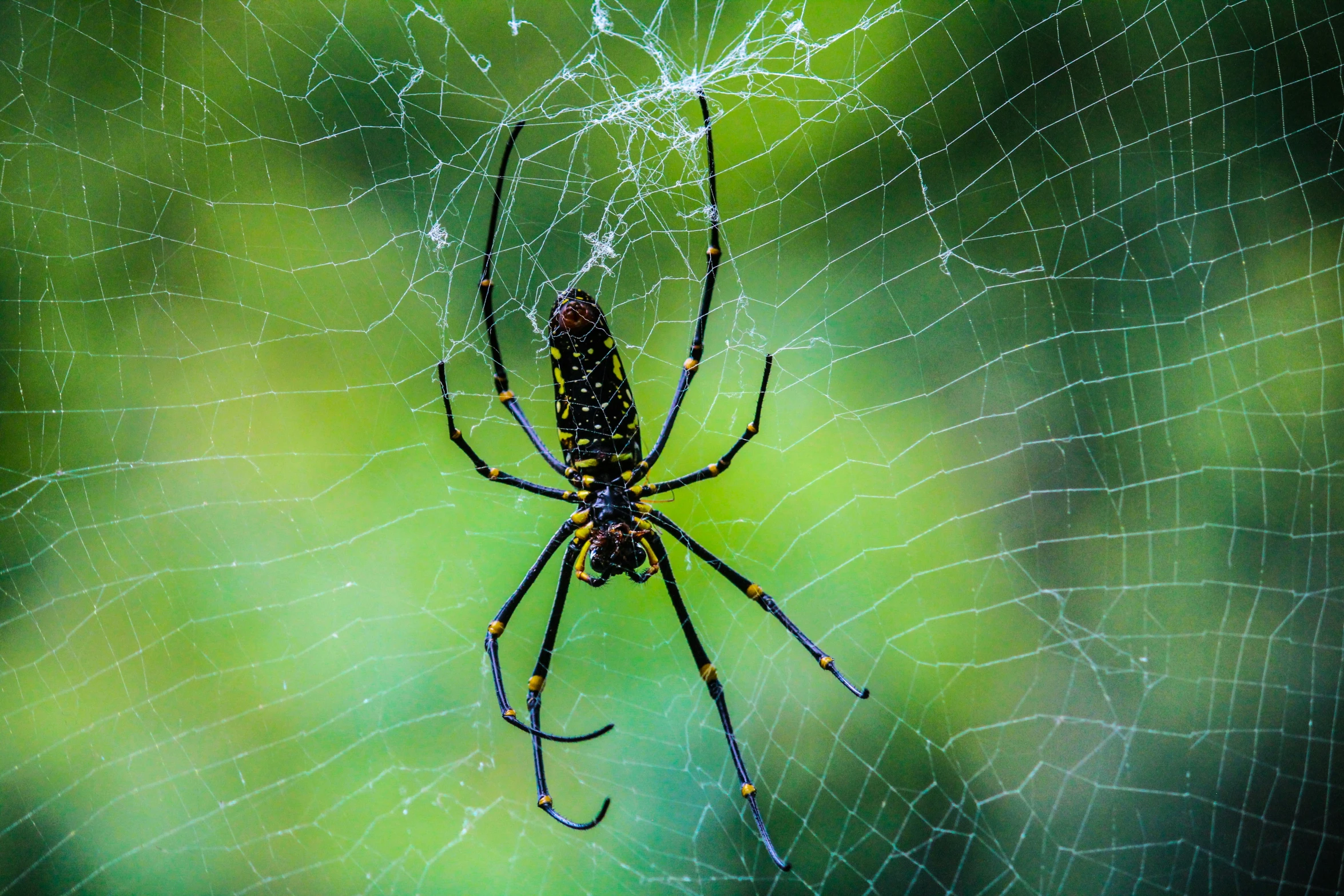 this is a close up picture of a spider in its web