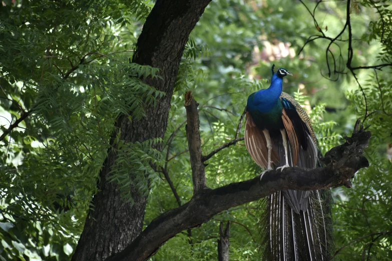 a blue bird perched on top of a tree nch