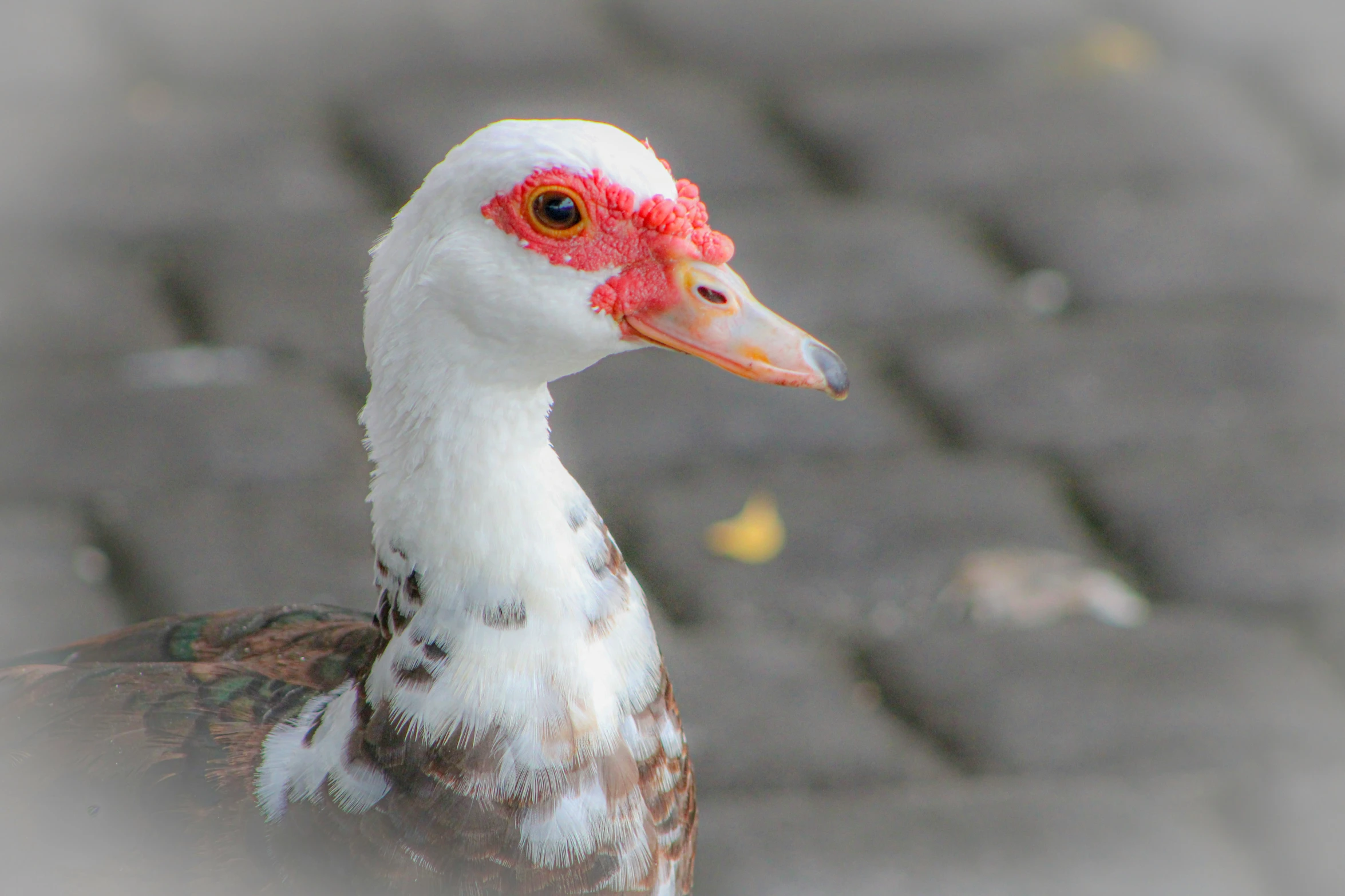 a white and red bird with a bright orange head