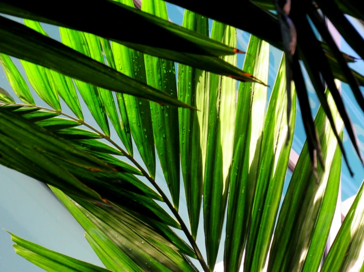 a palm tree is in the foreground of the blue sky