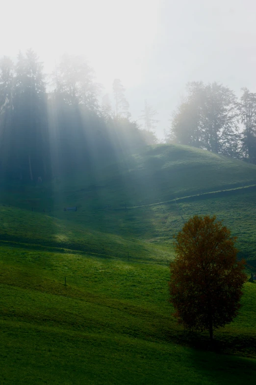 there is a tree in the middle of a grassy field