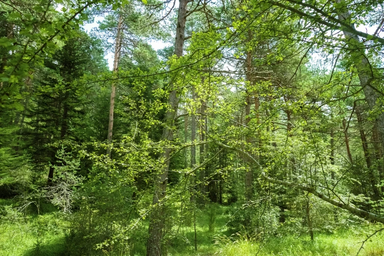 trees in the middle of the forest, in a clearing