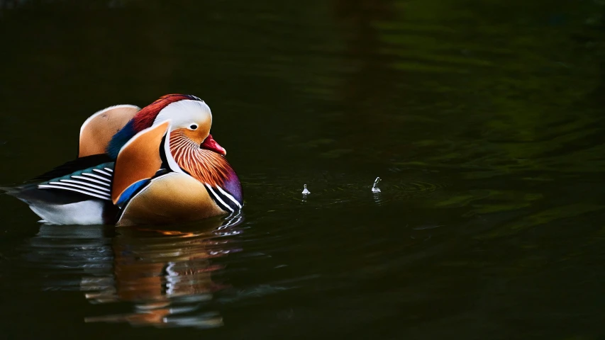 a multicolored bird in the water by itself