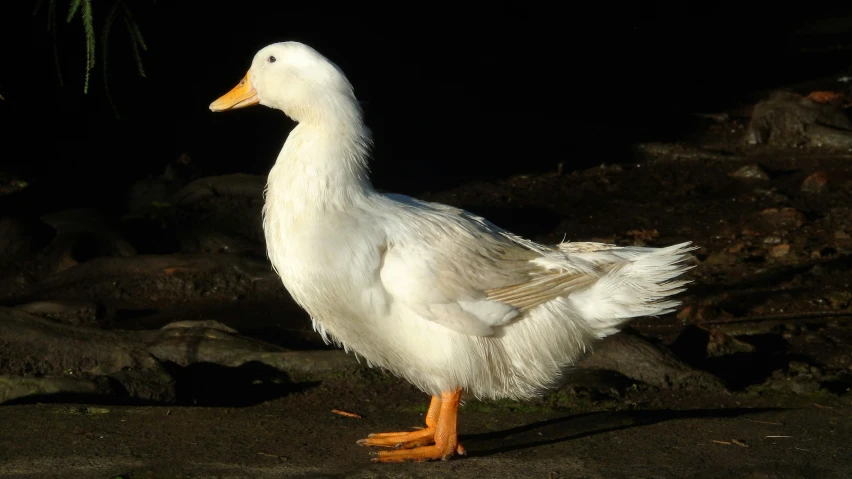 the duck is on a road and it has feathers