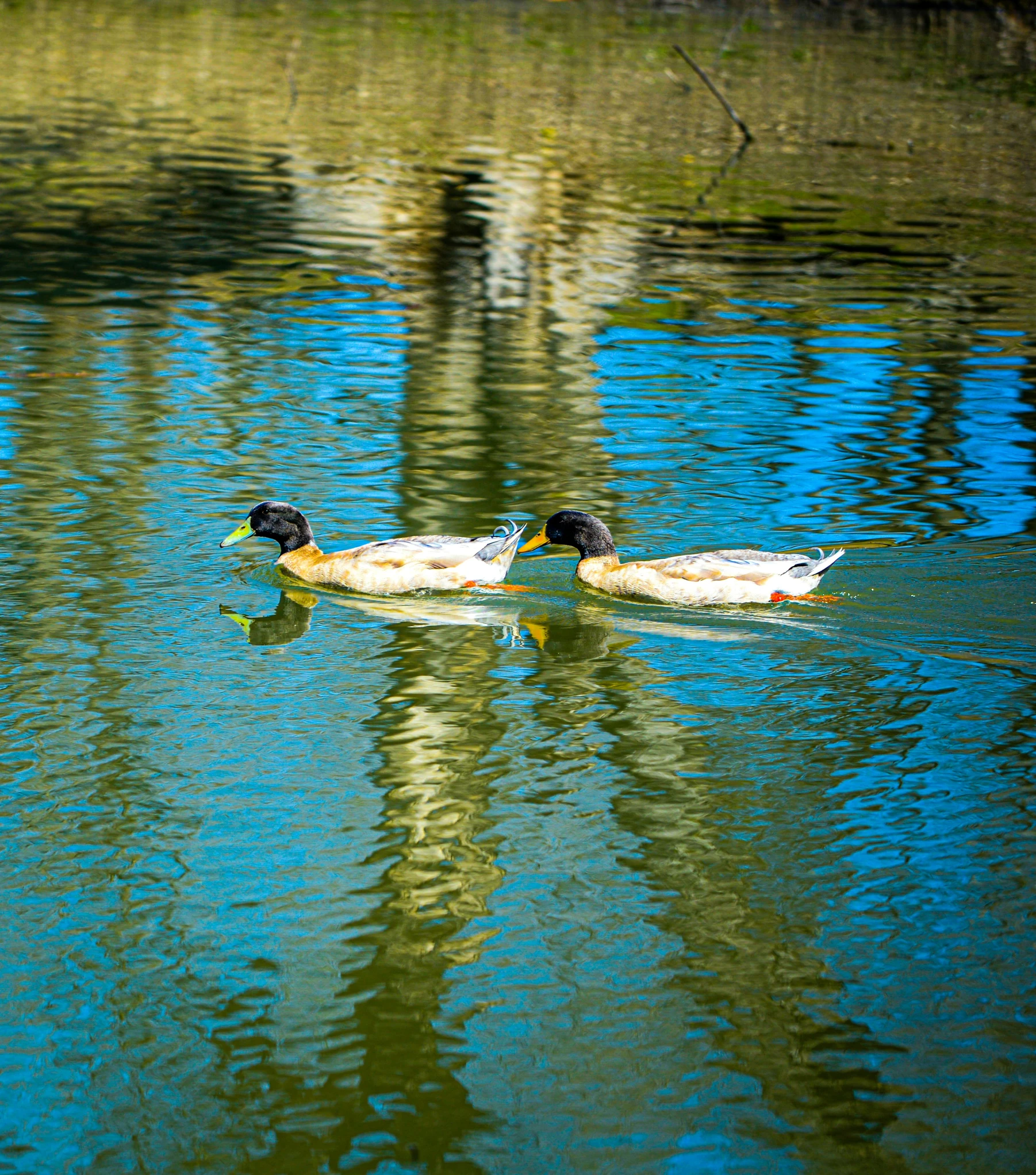 two ducks in the water on top of each other