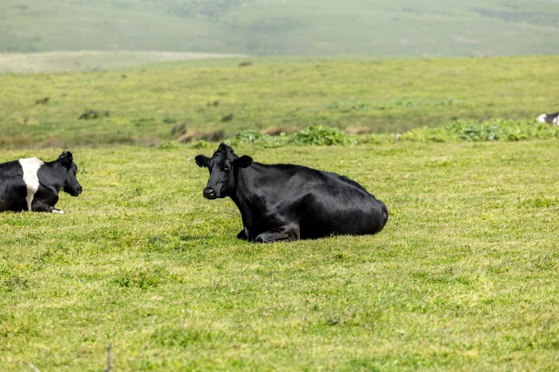 two cows are sitting down in the grass