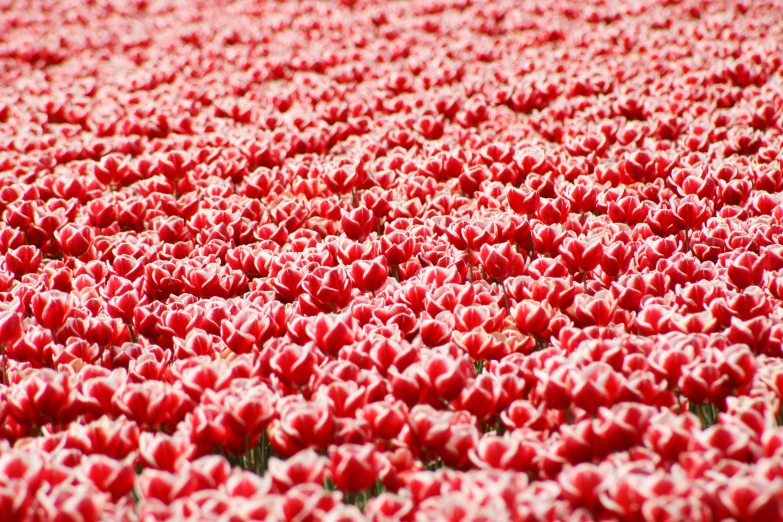 the field is full of red and white tulips