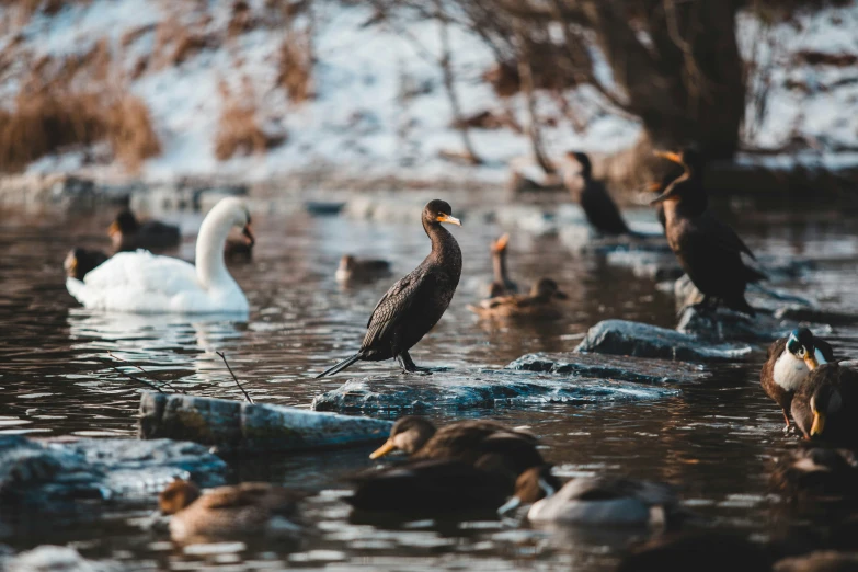 some ducks some white water rocks and trees