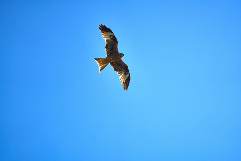 a hawk flying high up in the sky