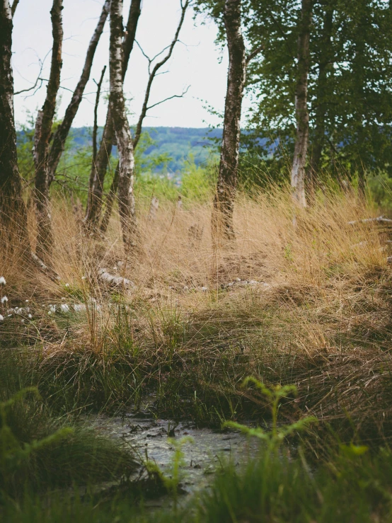 tall weeds grow around in the wilderness