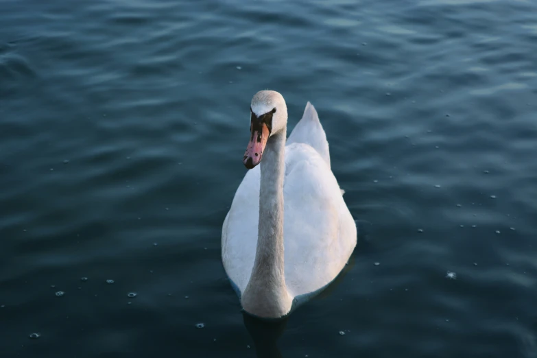 a white swan swims on the water