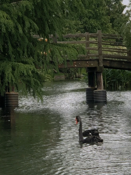 two people on a duck boat on the water