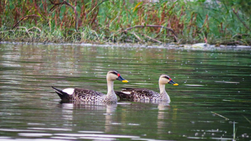 three birds swimming in a pond with grass