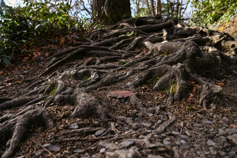 a large tree that has some rooty stuff on it