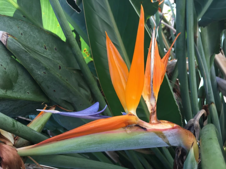 an image of a flower growing in the forest