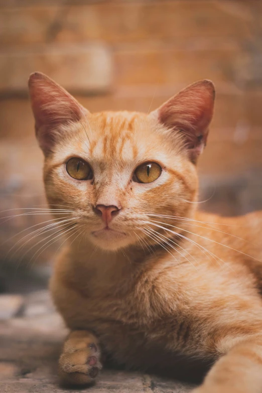 a very cute cat laying on the ground