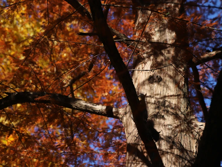 the trunk of a tree with orange and yellow foliage