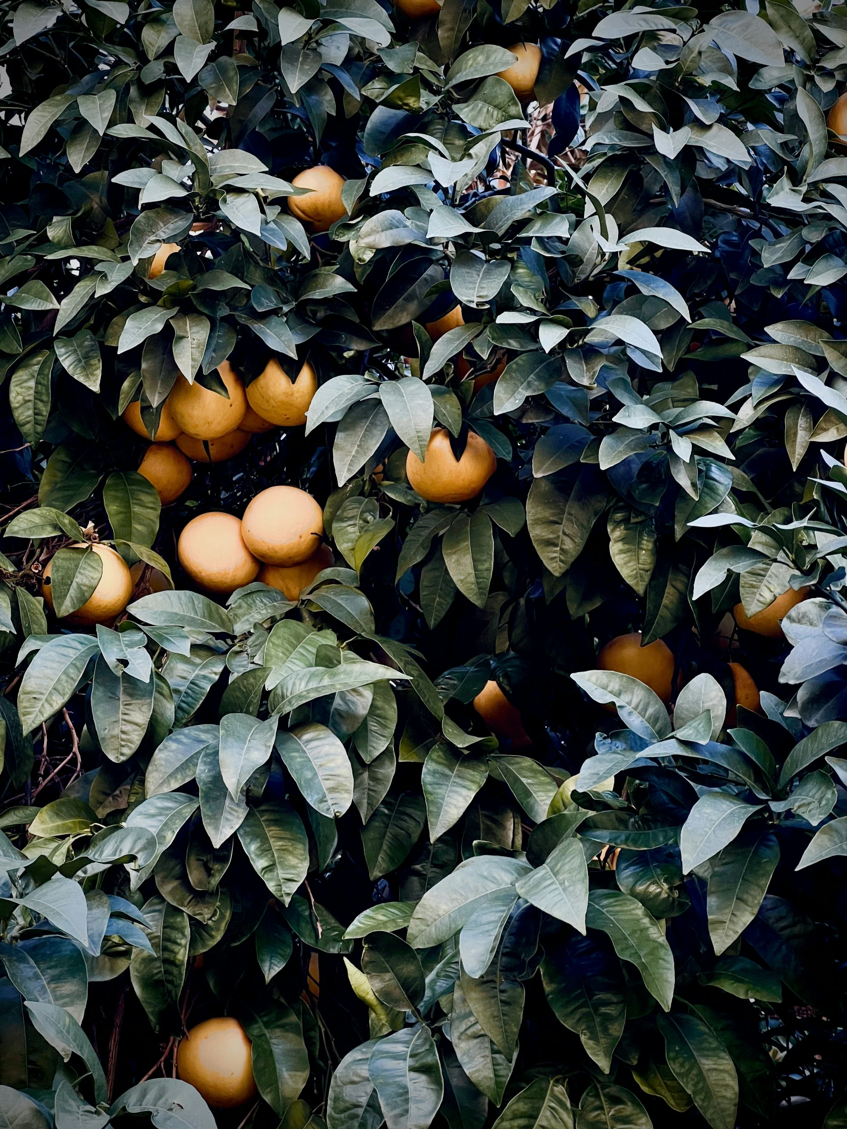 many ripe oranges are on the tree